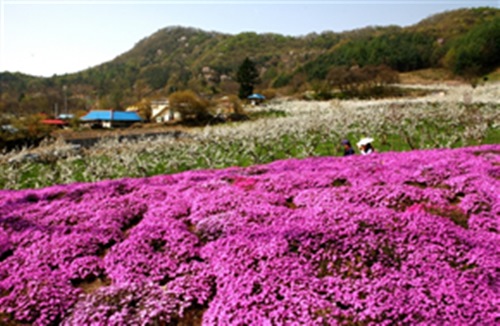 봄꽃 휴양마을 10선/ 사진=농림축산식품부 제공 양평 가루매마을