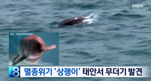 한반도의 토종 돌고래 상괭이 | 인스티즈