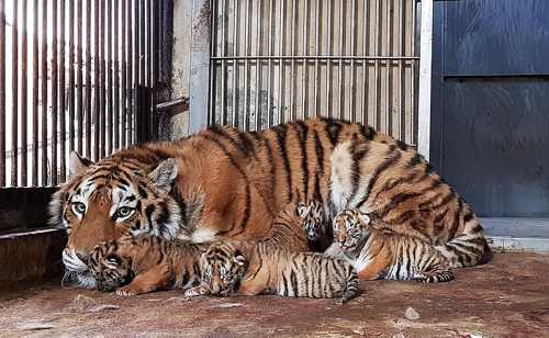 ìì¸ëê³µìì íì´ë ììííµ ë°±ëì°í¸ëì´ 4ë§ë¦¬ì ì´ë¯¸ / ì¬ì§=ì°í©ë´ì¤