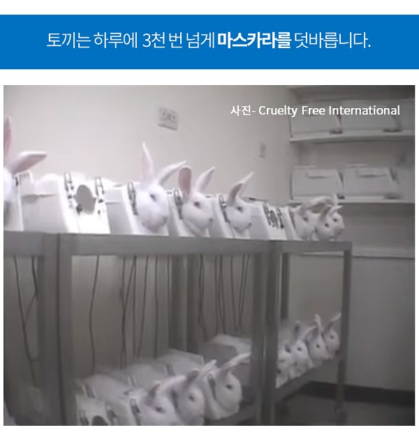 동물 실험 대기 중인 토끼/사진=MBN