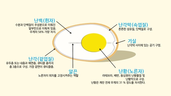 계란의 구성/사진=MBN
