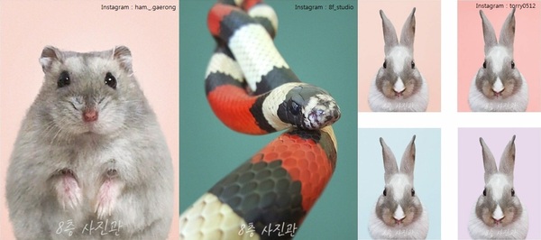 의 반려동물 증명사진/출처=각 사진 오른쪽 상단
