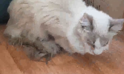 렉돌 고양이 /사진=부산 동래경찰서