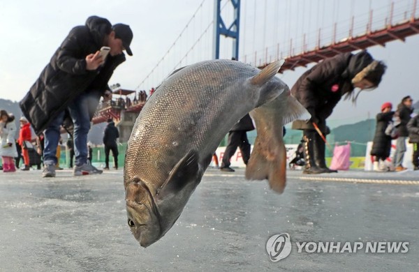 화천 산천어축제 /사진=연합뉴스