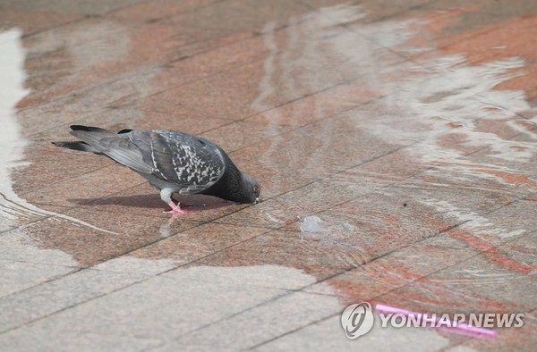 '비둘기도 목마르다'/사진=연합뉴스