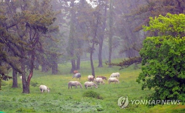 폭우 속 제주마 /사진=연합뉴스