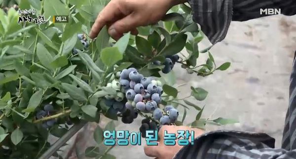 사노라면 /사진=MBN