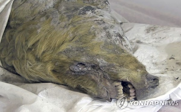 시베리아에서 발견된 4만년 전 추정 늑대 머리 /사진=연합뉴스
