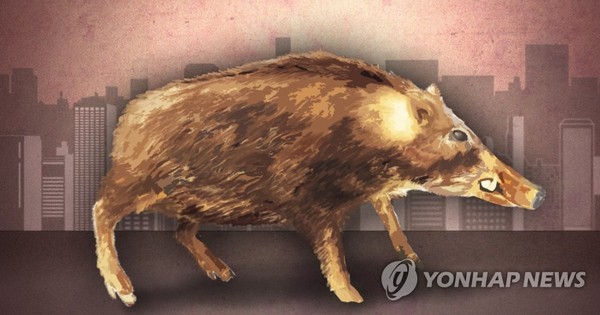 도심지역 멧돼지 출몰 /PG=연합뉴스