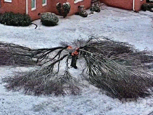 "나무가 4등분으로 쩍"...미 덮친 '초강력' 눈태풍의 위력 - 뉴스 썸네일 이미지