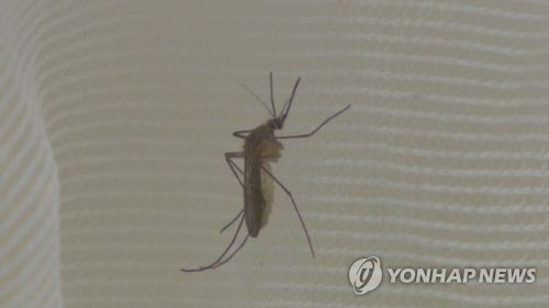미군 지카바이러스/사진=연합뉴스