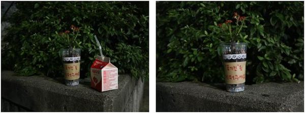 인적이 드문 새벽 몰래 두고 온 꽃기린 화분 / 사진=MBN 온라인뉴스팀<br />
