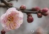 오늘의 날씨, 추위 누그러지는 '대한'…낮부터 영상 기온 회복