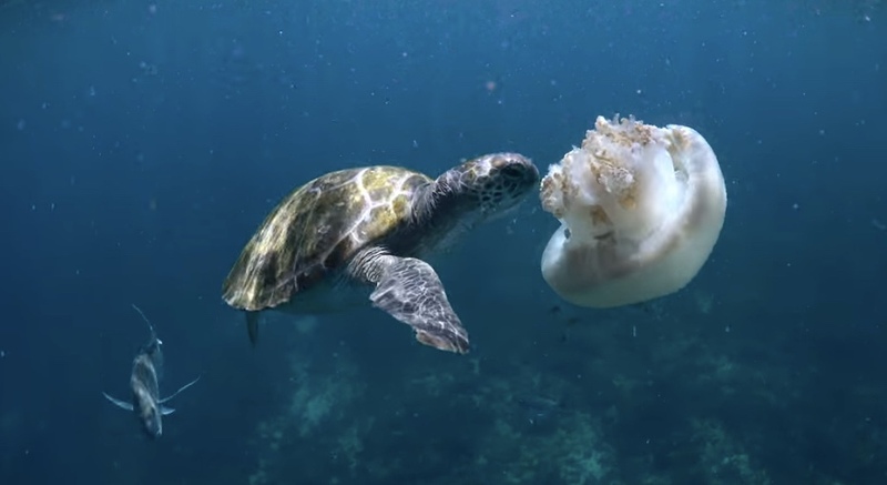 해파리를 먹이로 하는 바다거북 / 사진=유튜브 캡처