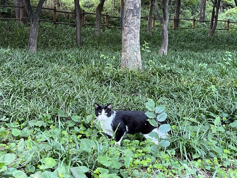 효창공원 내 고양이. / 사진=연합뉴스