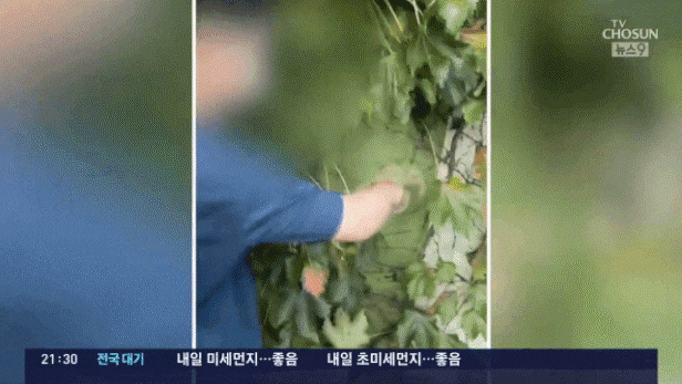영상= TV조선 방송 캡처