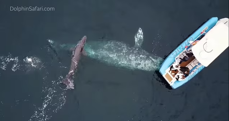 거대한 회색 고래가 미국 캘리포니아주 다나 포인트 인근 바다에서 새끼를 출산했다 / 사진 = 데일리메일