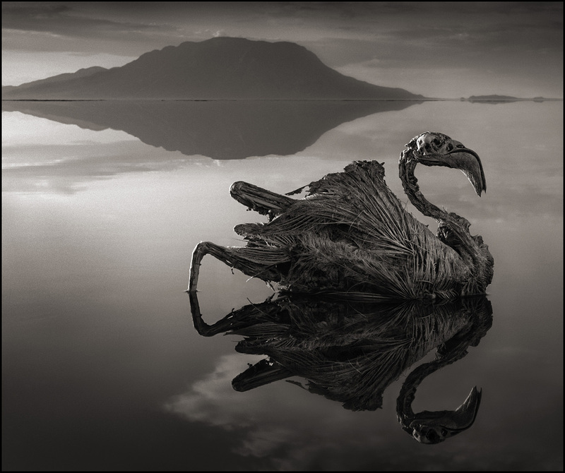 2010년 사진작가 닉 브랜튼이 아프리카 탄자니아의 나트론 호수에서 촬영한 홍학의 사체. 미라처럼 말라 비틀어졌다/사진=Nick Brandt 누리집