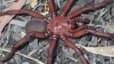 '자이언트 트랩도어 스파이더' 호주서 신종 거미 발견