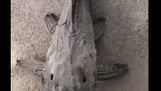 [영상] 물만 뿌려도 다시 살아나는 '좀비 물고기'
