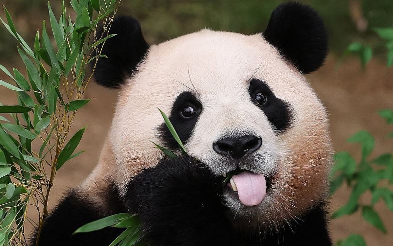 안녕, 푸바오… 푸바오가 중국으로 떠나는 이유 - MBN