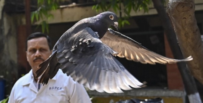 지난달 30일 뭄바이에서 풀려나는 비둘기 / 사진=연합뉴스