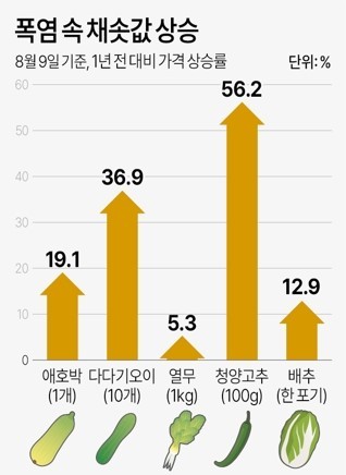 폭염 속 채솟값 상승/그래픽=연합뉴스