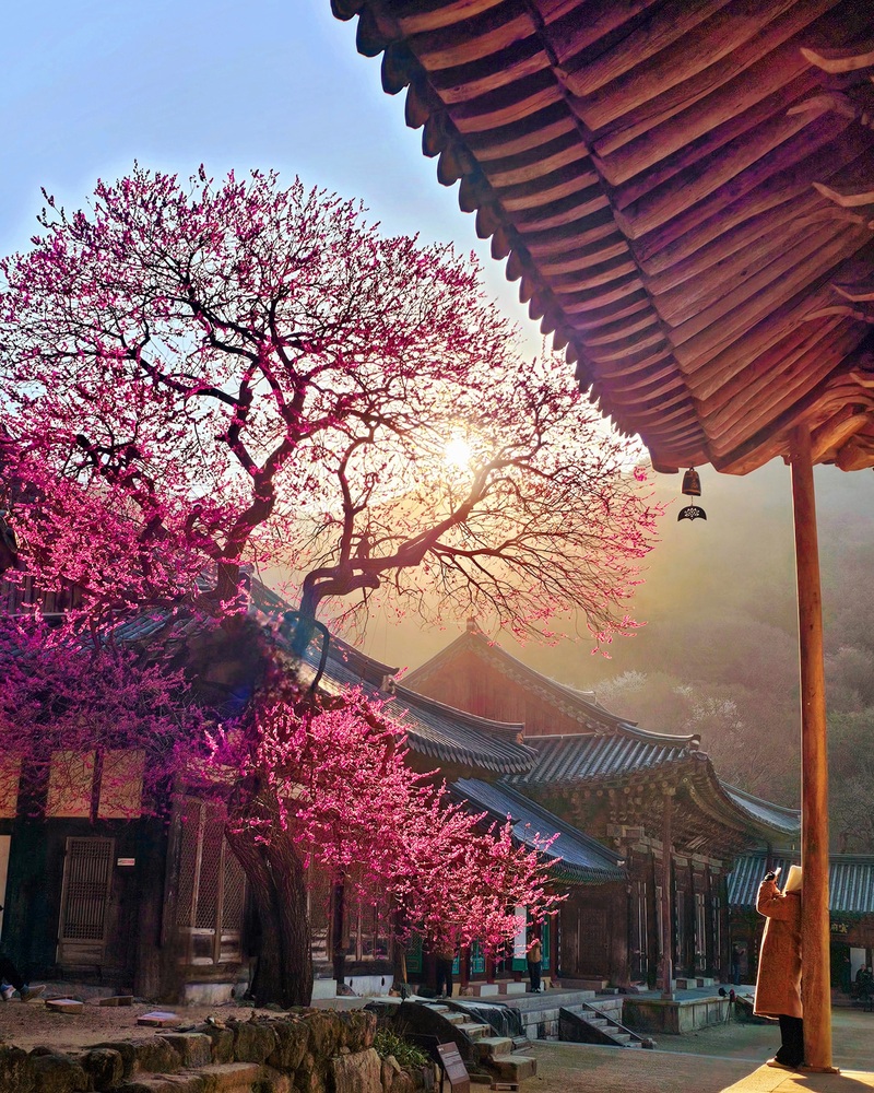 휴대폰사진 부문 총무국장스님상을 받은 유진영