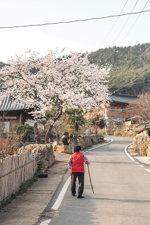 강진 시골의 봄 풍경