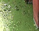 낙동강 녹조라떼 ＇둥둥＇…독성물질 3배 검출