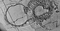 중국서 발견된 2억 4천만 년 전 파충류 화석