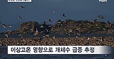 '반갑다 도요새야' 한국 방문 67% 급증