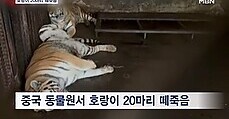 중국 동물원에서 호랑이 20마리 집단 폐사