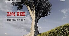 나무를 보면 용의자가 보인다…